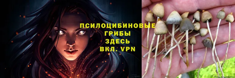 площадка клад  Артёмовский  Галлюциногенные грибы MAGIC MUSHROOMS  купить  цена 